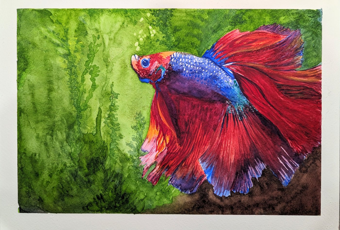 Watercolor painting of a red betta fish with vibrant fins, set against a green aquatic background