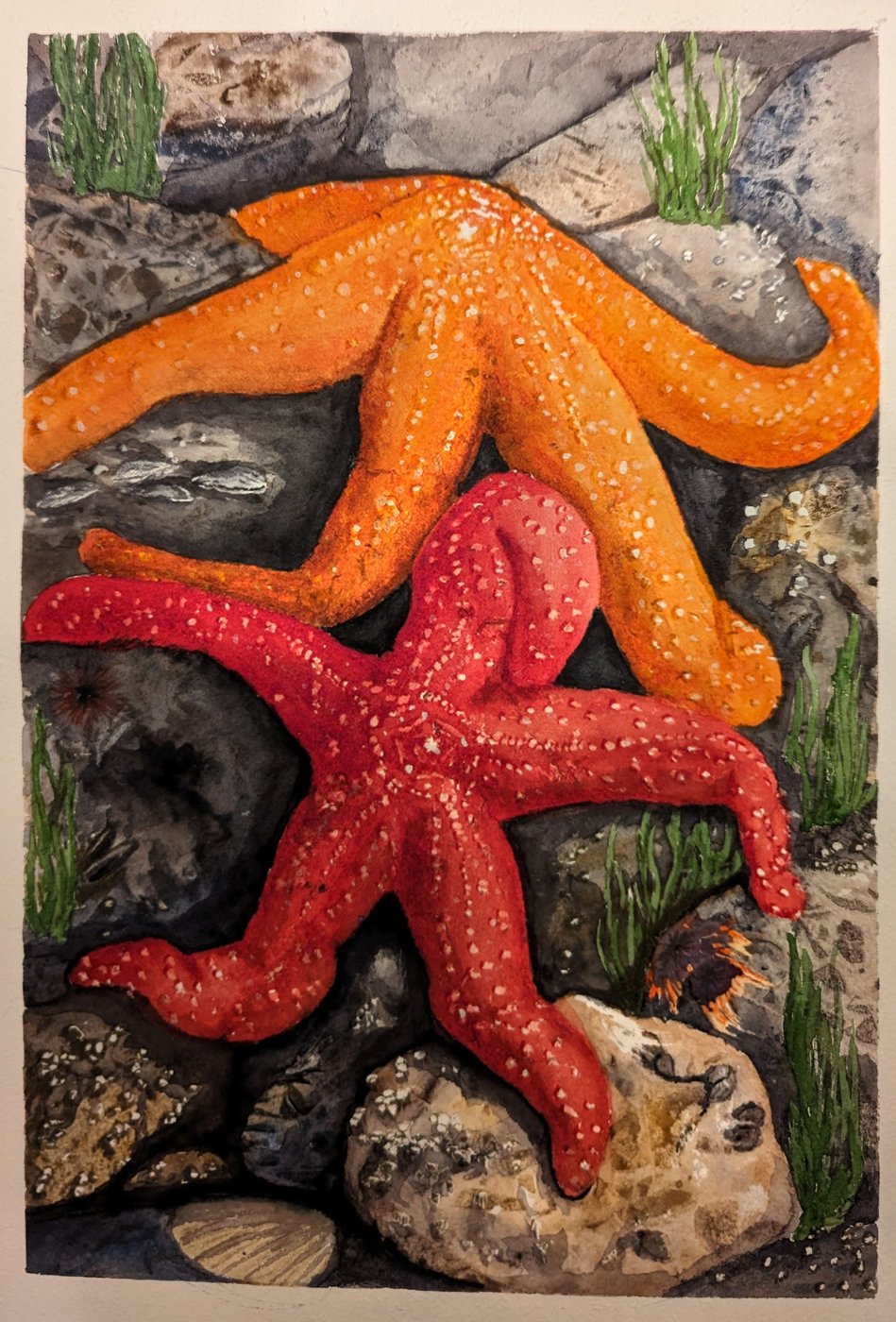 Watercolor painting of an orange and red sea star on rocks underwater